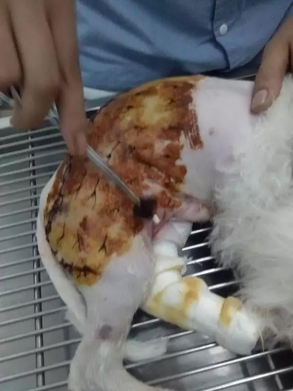 当宠物医生的感受,做宠物医生要什么条件