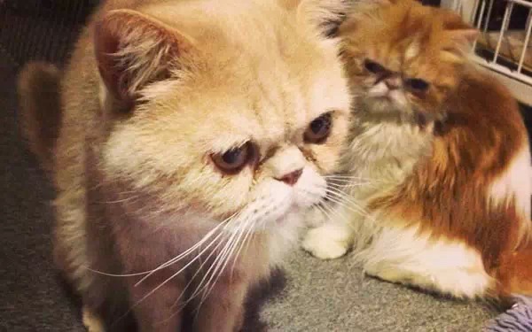 广州宠物咖啡馆,广州宠物咖啡厅推荐