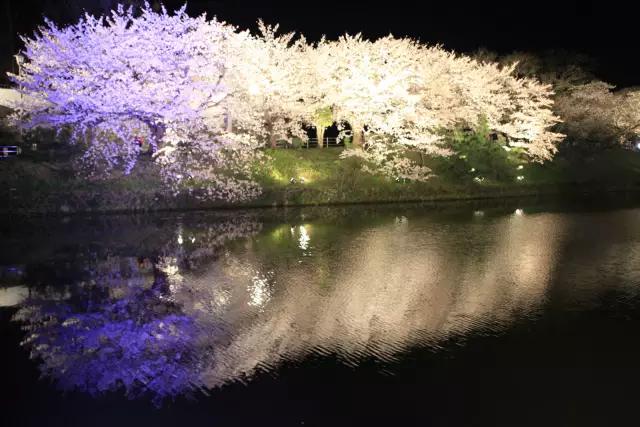 又到樱花飞舞时,又到樱花烂漫时美篇