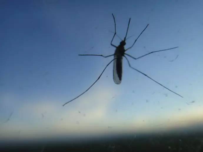 蚊子：“你已难逃一吸”