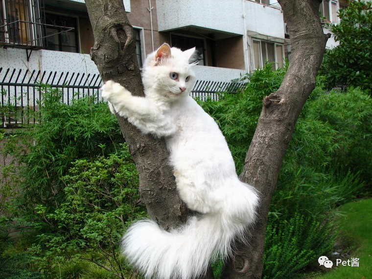 中华田园猫12个品种图哪个最好养,中国最稀少的猫品种中华田园猫