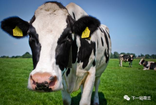 荷兰回国之路,离开荷兰感想