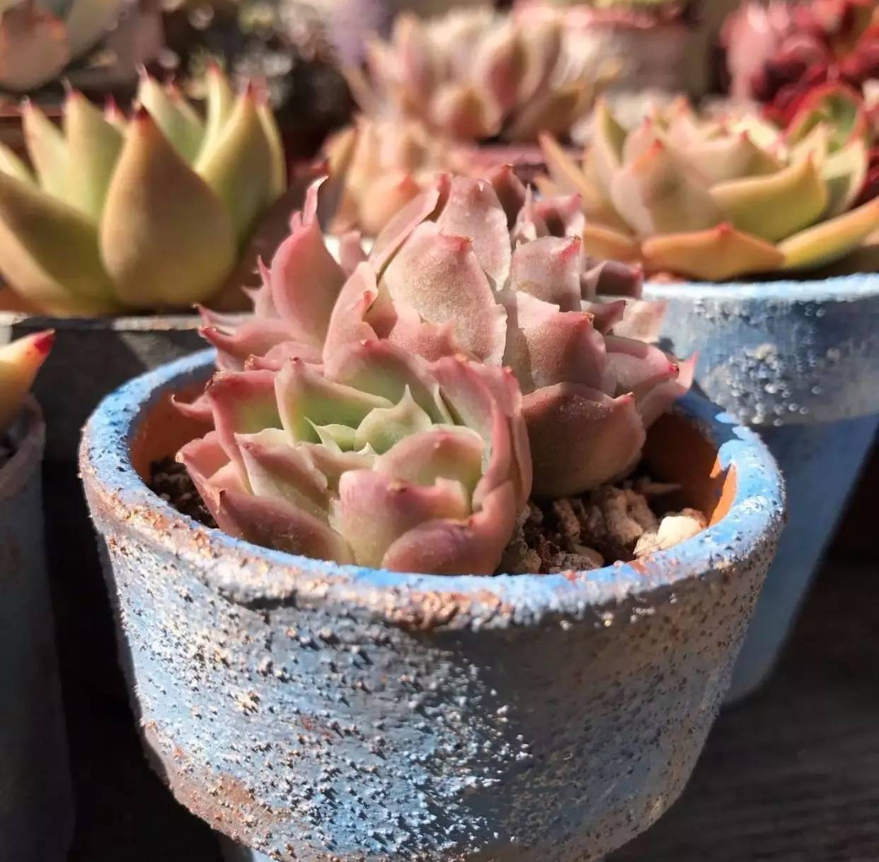 雨季多肉徒长怎么办,雨水多多肉腐烂怎么办