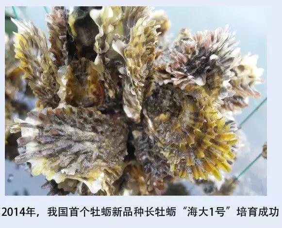 中国海大，究竟是中国哪所大学？致敬我的青春、我的母校！