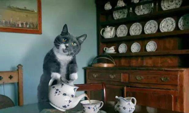 猫咪为了吃到肉有多努力,猫咪为了干饭努力的身影真感动