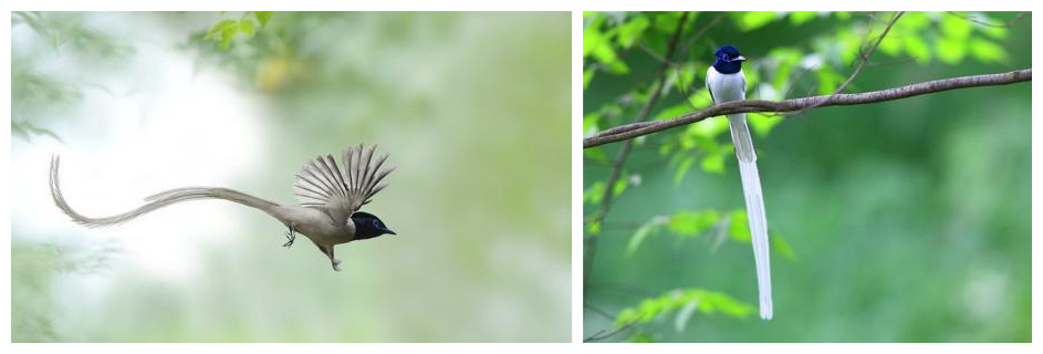 珍禽异兽现状图片,珍禽异兽种类繁多