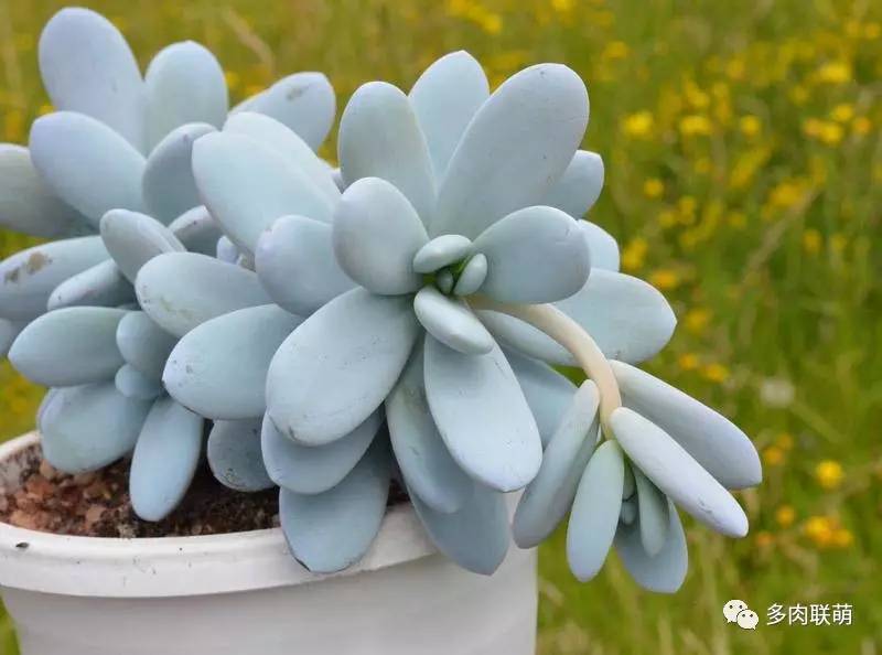 韩系美人多肉,稀有的美人系多肉