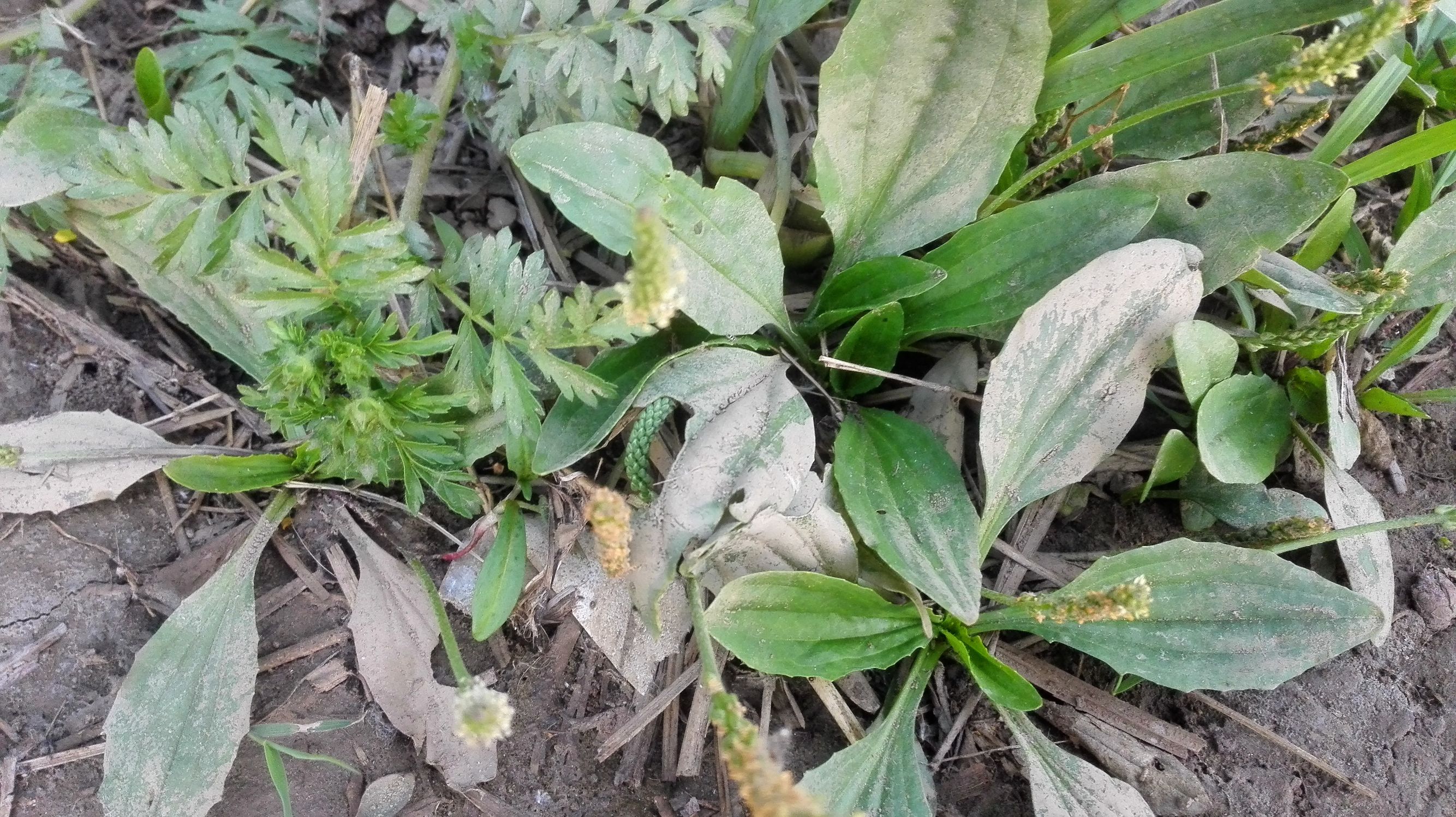 车前草的生存之道,车前草生命力真的很旺盛