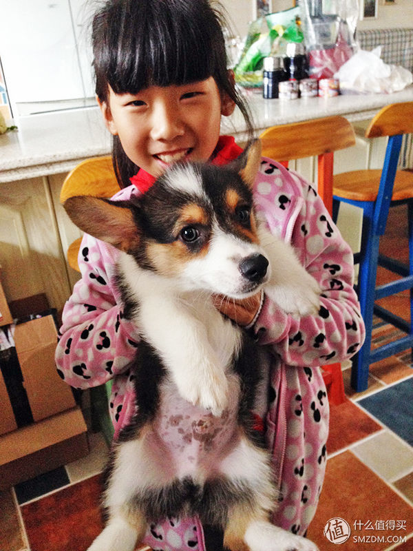 目测托米你要火!丝倍亮成犬全价托米亲吃评测以及托米的成长史