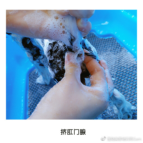 宠物美容学校第一节课学什么,宠物美容学习第一步