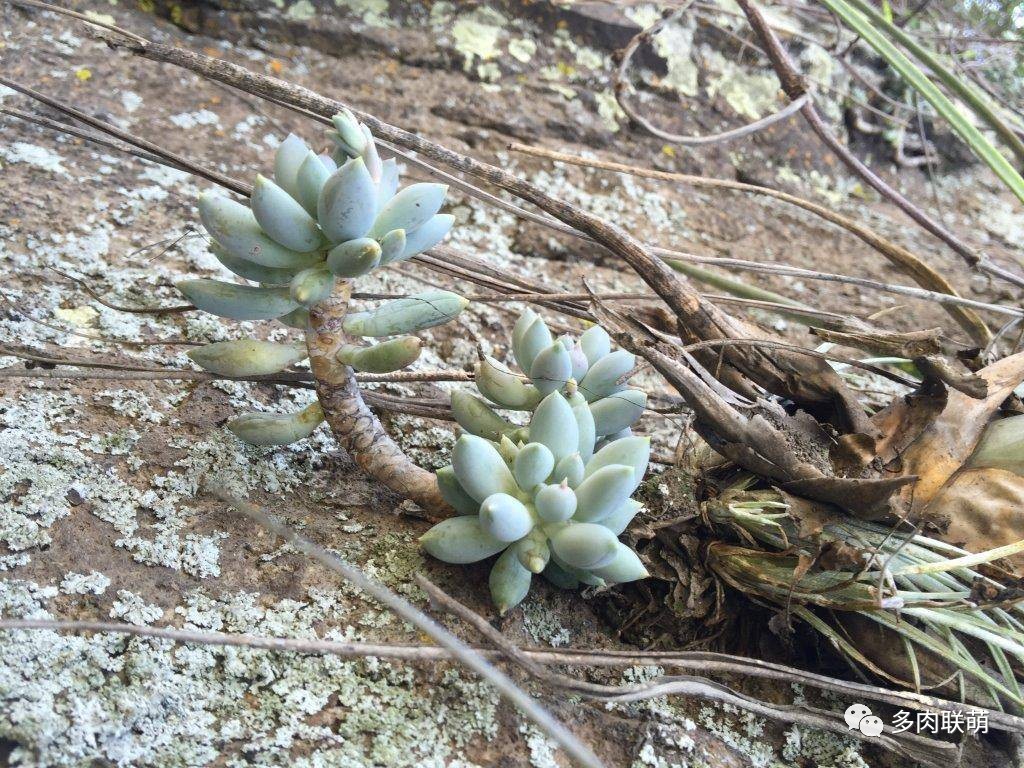 韩系美人多肉,稀有的美人系多肉