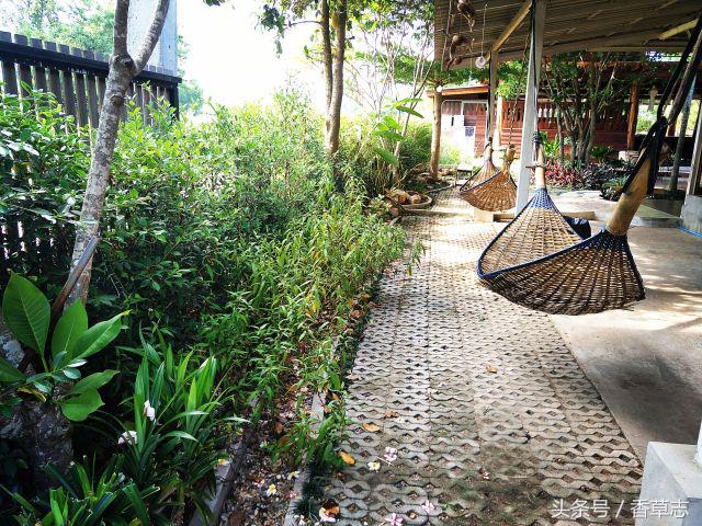 泰国菜市场有什么香料 (泰国菜市场买什么香料)