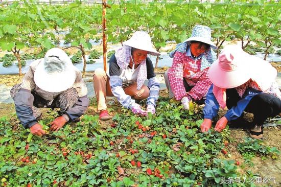 农民增收好项目,农民种植致富新项目