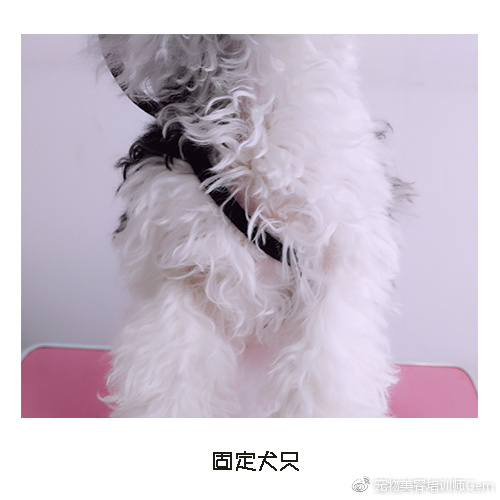 宠物耳道清洁,宠物美容学校30天能学到什么