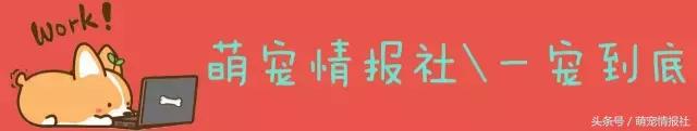 两个月金毛为什么喜欢抱大腿,为什么金毛总是抱大腿