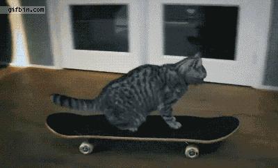 全球懵逼猫咪大全