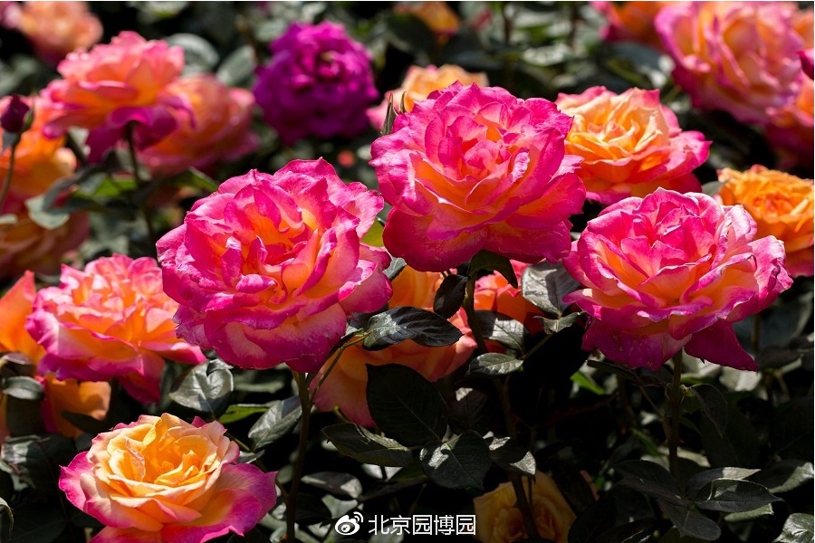 北京月季花十里花海在什么地方,月季花海等你来赏2018北京