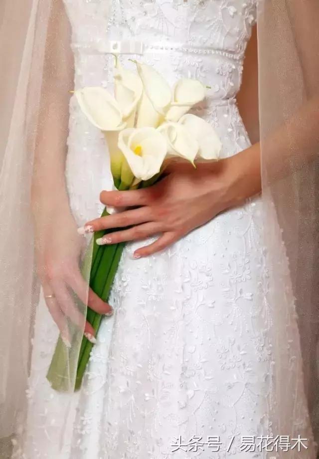 马蹄莲花怎么养护和浇水,如何让马蹄莲一年四季都活着