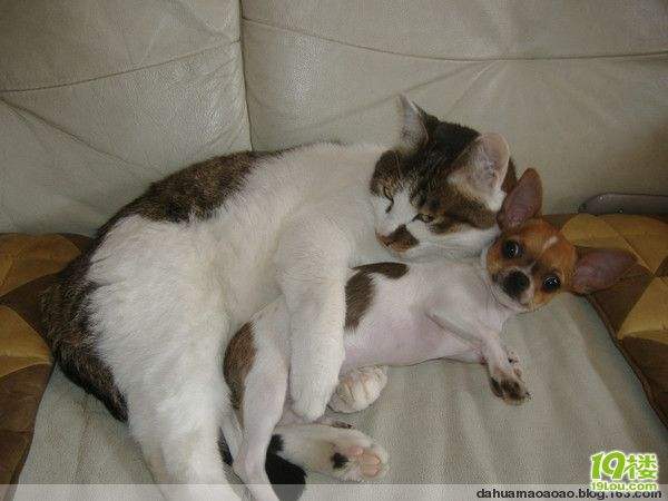 猫咪哪有那么多坏心思,猫咪的那些可爱行为