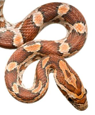 属蛇和属龙的生什么属相的宝宝好,属蛇与哪个属相最好