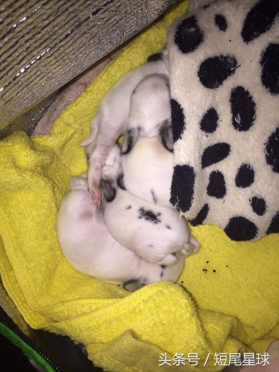 如何照顾新生兔宝宝,7月份刚生产兔宝宝怎么照顾