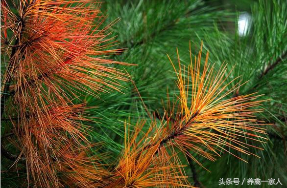 养鸡用什么添加剂长得快,养鸡巧用增蛋药