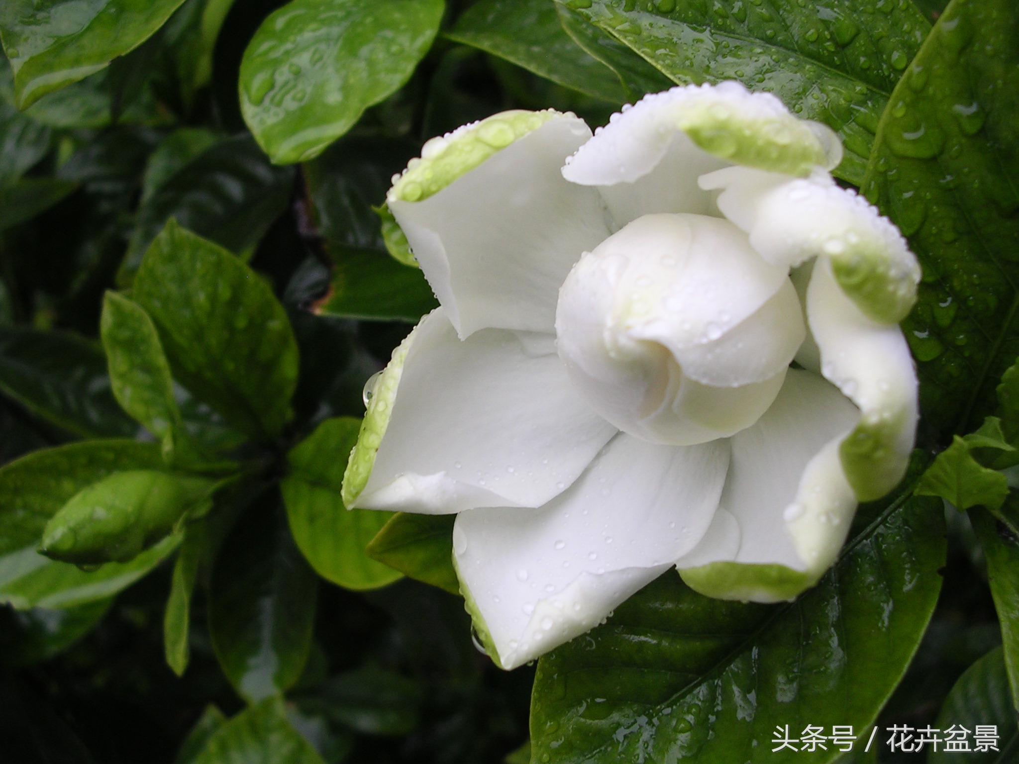 嘴馋了，摘盆花儿来尝尝，第一盆花卉佳肴就闻所未闻