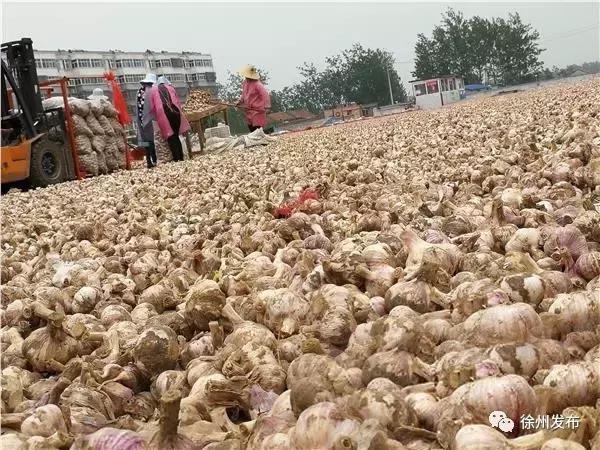 邳州的大蒜为什么好,邳州大蒜世界之最