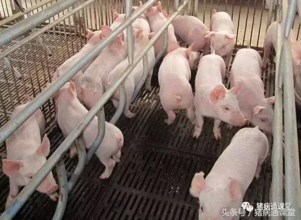保育猪的饲养管理,保育仔猪的饲养管理要点