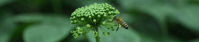 心绞痛能治愈的只有硝酸甘油,硝酸甘油为什么能缓解心绞痛