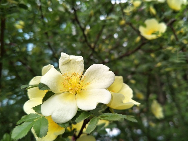 假期出游必备手机,端午手机游