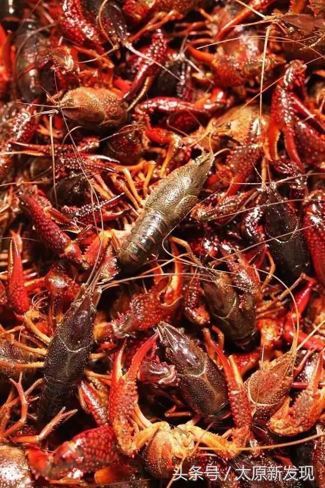 郑文琪龙虾盖浇饭,专做龙虾盖浇饭