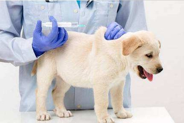 狗狗拉肚子的最快解决办法,狗狗拉肚子不怎么严重怎么办