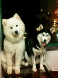 养了之后才明白,这狗除了笑起来好看以外,跟哈士奇没啥区别