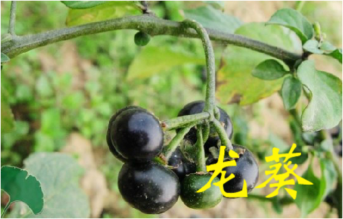 农村常见的43种中草药,农村常见却被忽略的草药