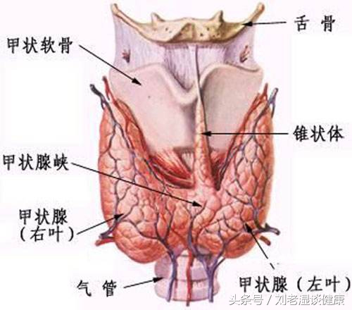 甲亢可怕还是甲减可怕,甲亢并非不治之症