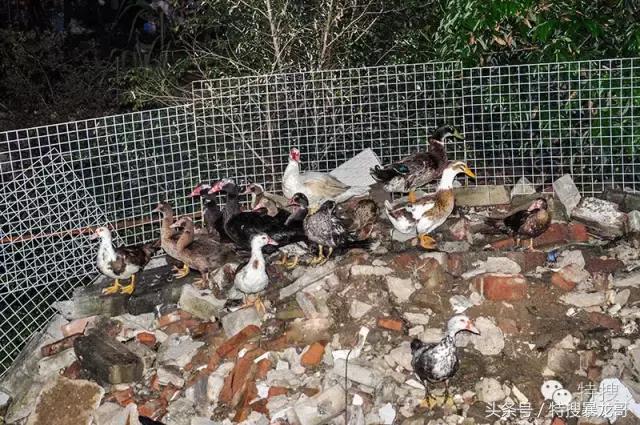 中山南头烧鹅网红美食排行榜,中山南头最好吃的烧鹅