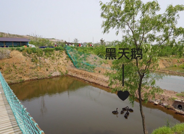 采摘园摘桑葚吃,桑椹采摘园吃桑椹