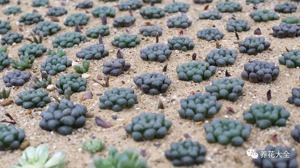 多肉有毒到底有多可怕 (各种多肉有毒吗)