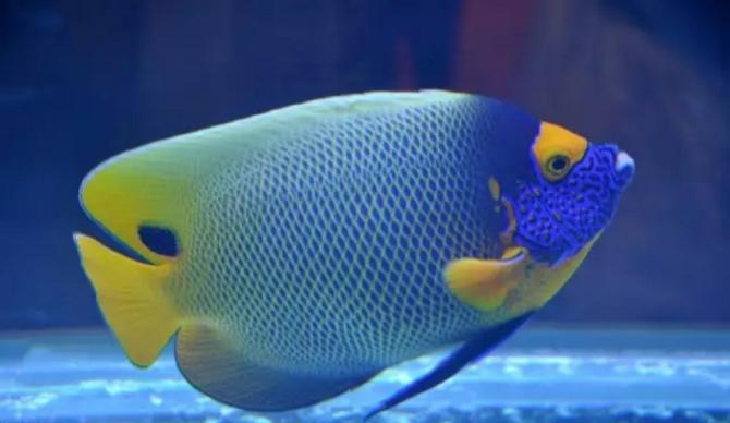 观赏鱼眼病解决方法