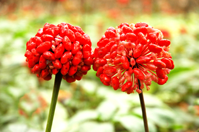 临床中的三七,三期临床