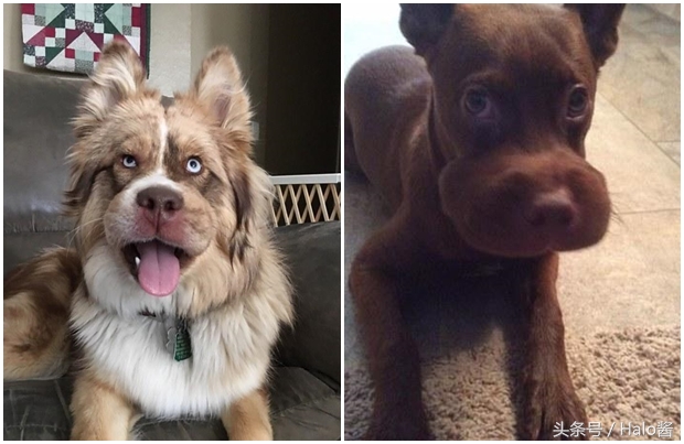 哭笑不得！猫狗大战蜜蜂后……主人该如何及时护理？