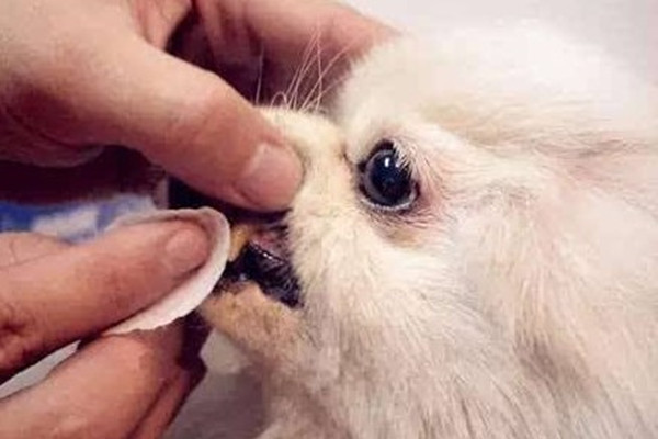 狗狗拉肚子的最快解决办法,狗狗拉肚子不怎么严重怎么办