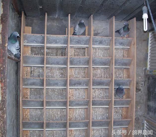 散养鸽子窝怎样搭建,废旧物品利用养鸽子