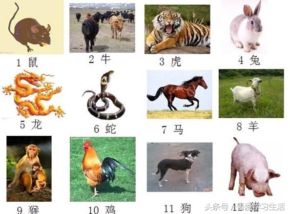 认识十二生肖作用,了解一下十二生肖的命运