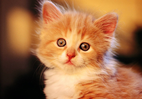 小猫大便拉稀用什么药,小猫拉稀吃什么药