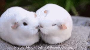 便宜好养的宠物荷兰猪,怎么给荷兰猪挑选笼子