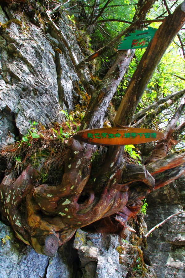 神农架有几个洞,神农架有一个神秘的深谷
