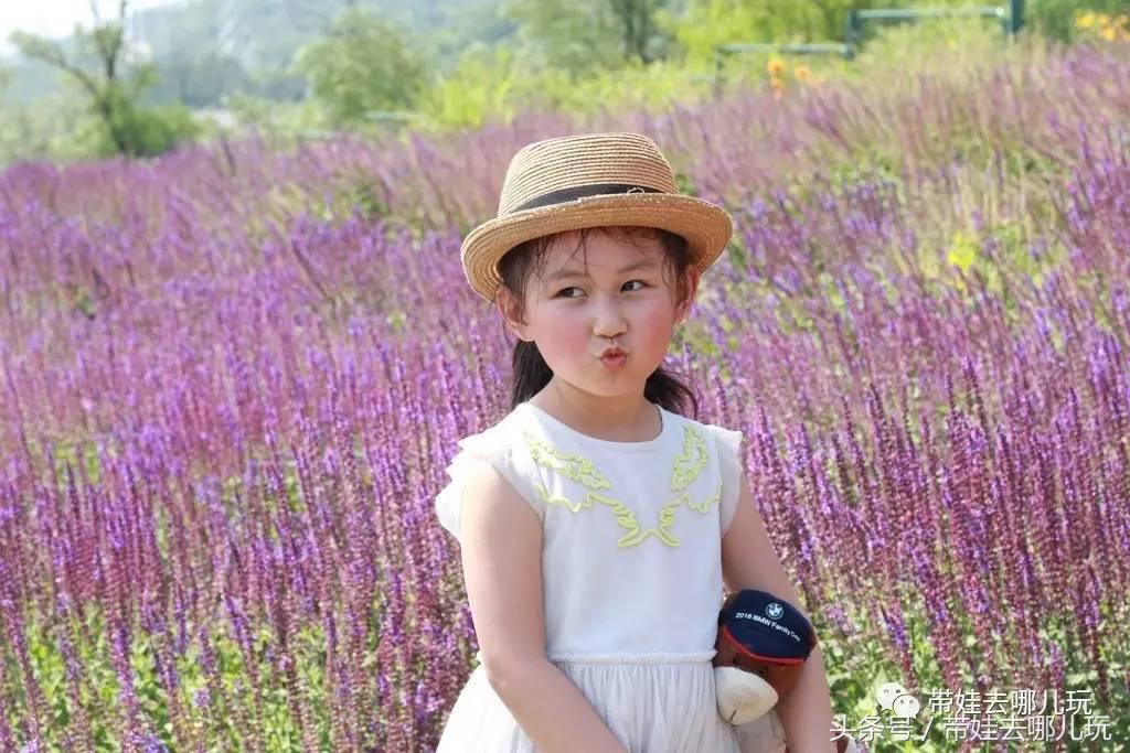 一次薰衣草之旅是如何变成采摘农家乐的?