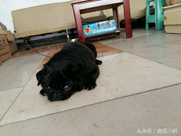 巴哥犬屁股黑色一块是什么,巴哥犬撅屁股是怎么回事